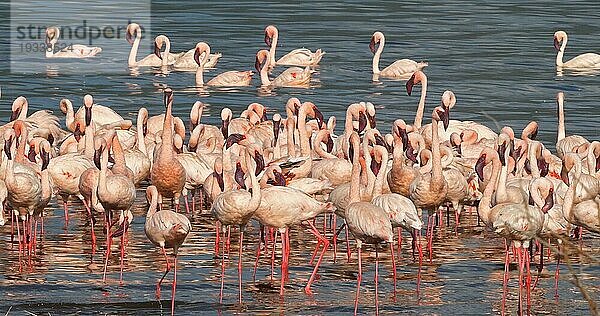 Zwergflamingo (phoenicopterus minor)  Kolonie am Bogoriasee in Kenia