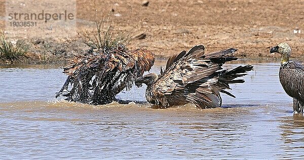 Afrikanischer Weißrückengeier (gyps africanus)  Gruppe im Wasser stehend  beim Baden  Nairobi Park in Kenia