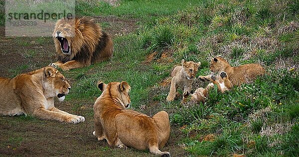 Afrikanischer Löwe (panthera leo)  Gruppe mit Männchen  Weibchen und Jungtier