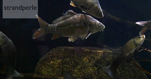 Spiegelkarpfen (Cyprinus carpio carpio)  erwachsene Tiere schwimmen in einem Süßwasseraquarium in Frankreich