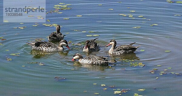 Rotschnabelente (anas erythrorhyncha)  Gruppe im Wasser stehend  Nairobi Park in Kenia