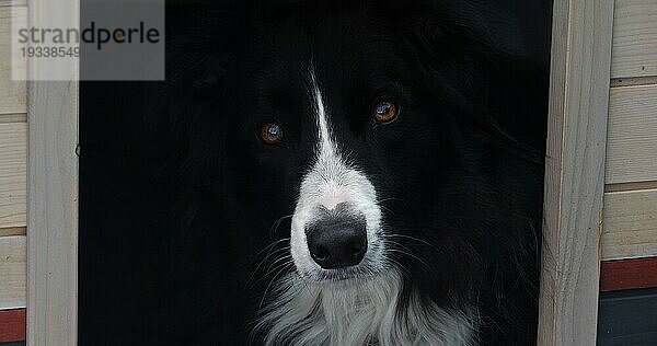 Border Collie Hund in seiner Hundehütte  Männchen  Picardie in Frankreich