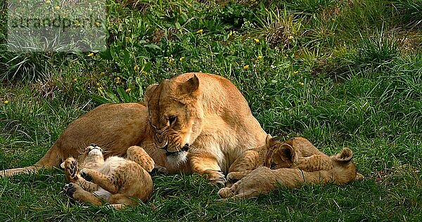 Afrikanischer Löwe (panthera leo)  Mutter und Jungtier