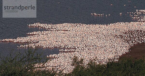 Zwergflamingo (phoenicopterus minor)  Kolonie am Bogoriasee in Kenia