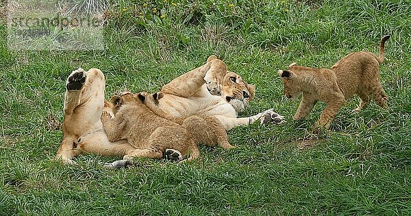 Afrikanischer Löwe (panthera leo)  Mutter und Jungtier säugend