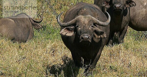 Kaffernbüffel (syncerus caffer)  Herde in der Savanne  Nairobi Park in Kenia