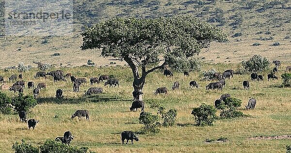 Kaffernbüffel (syncerus caffer)  stehende Herde in der Savanne  Tsavo Park in Kenia