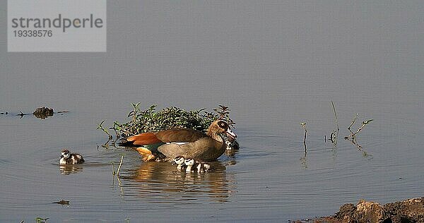 Nilgans (alopochen aegyptiacus)  adult und Gänseküken  Masai Mara Park in Kenia