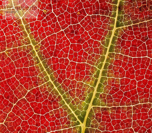 Herbstlich gefärbtes Blatt von einem Ahorn (Acer)  Detail  Makrofoto  Gegenlicht  Durchlicht  Studiofoto  Deutschland  Europa