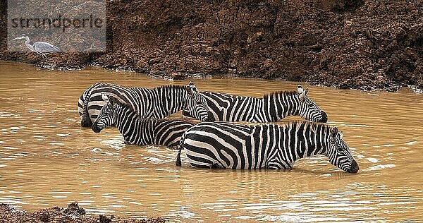 Grant's Zebra (equus burchelli) boehmi  Herde am Wasserloch  Nairobi Park in Kenia