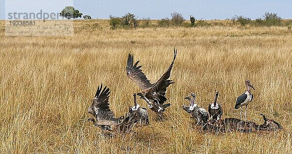 Weißrückengeier (gyps africanus)  Ruppellgeier  gyps rueppelli  Lappengeier (torgos tracheliotus)  Marabu (leptoptilos crumeniferus) Storch  Gruppe beim Fressen eines Kadavers  Masai Mara Park in Kenia