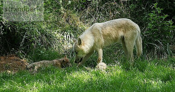 Polarwolf (canis lupus tundrarum)  Mutter spielt mit Jungtier