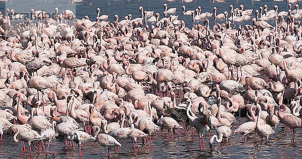 Zwergflamingo (phoenicopterus minor)  Kolonie am Bogoriasee in Kenia