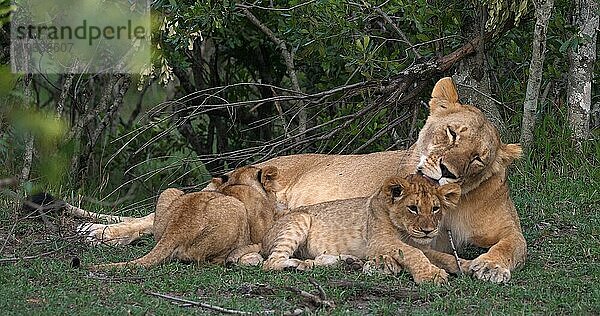 Afrikanischer Löwe (Panthera leo)  Mutter und Jungtier  Masai Mara Park in Kenia