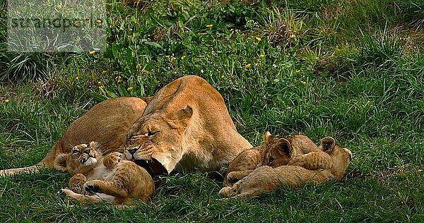 Afrikanischer Löwe (panthera leo)  Mutter und Jungtier