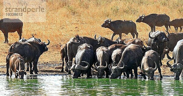 Kaffernbüffel (syncerus caffer)  Herde beim Trinken am Wasserloch  Tsavo Park in Kenia