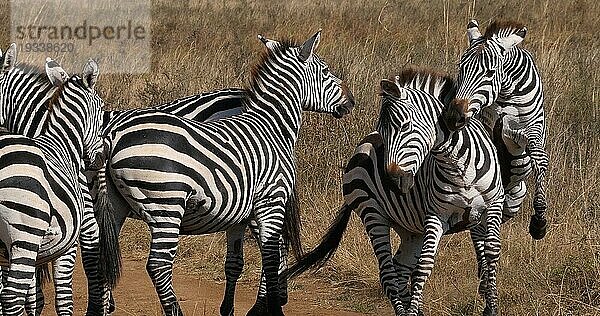 Grant's Zebra (equus burchelli) boehmi  Kampf  Herde im Nairobi Park in Kenia