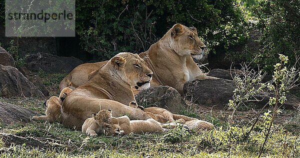 Afrikanischer Löwe (Panthera leo)  Mutter und Jungtiere  Masai Mara Park in Kenia