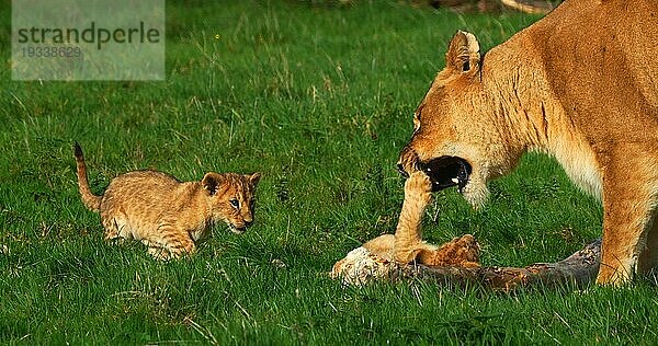 Afrikanischer Löwe (panthera leo)  Mutter und Jungtier