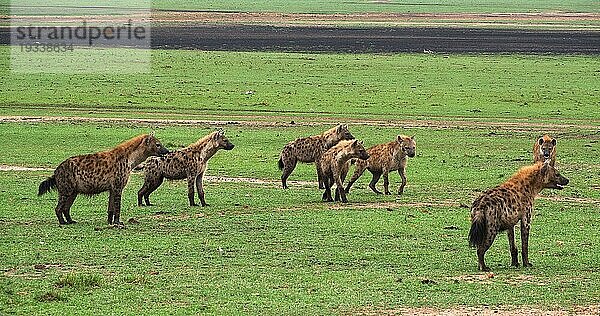 Tüpfelhyäne (crocuta crocuta)  Gruppe  Masai Mara Park in Kenia