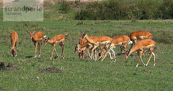 Impala (aepyceros) melampus  Herde von Weibchen  Masai Mara Park in Kenia