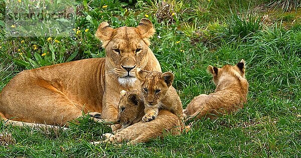 Afrikanischer Löwe (panthera leo)  Mutter und Jungtier