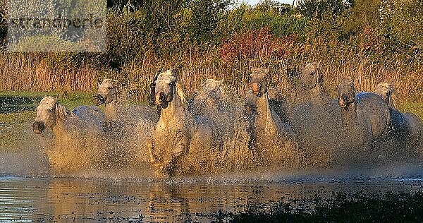 Camargue Pferd  Herde trabend oder galoppierend durch Sumpf  Saintes Marie de la Mer in der Camargue  in Südfrankreich