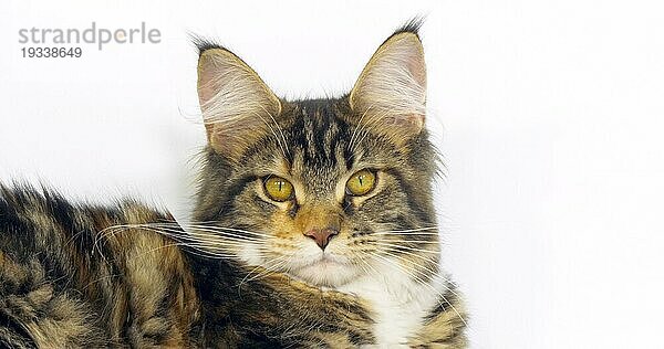 Brown Tortie Blotched Tabby und White Maine Coon Hauskatze  Nahaufnahme des Kopfes der Katze vor weißem Hintergrund  Normandie in Frankreich