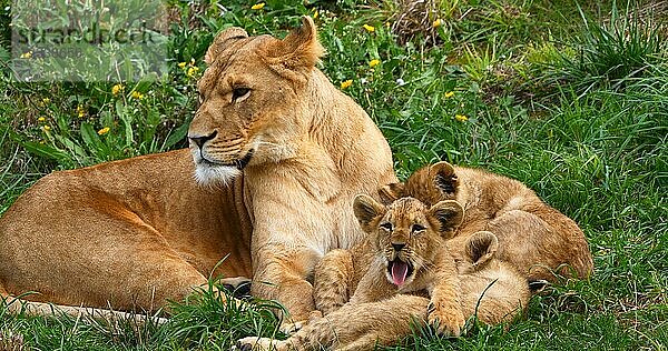 Afrikanischer Löwe (panthera leo)  Mutter und Jungtier