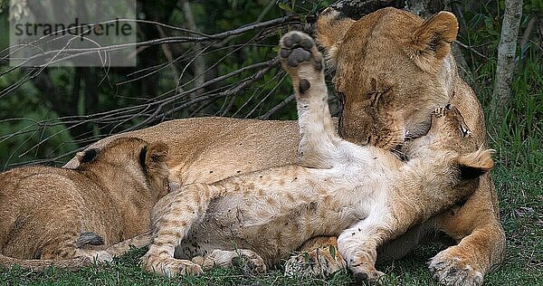 Afrikanischer Löwe (Panthera leo)  Mutter und Jungtiere  Masai Mara Park in Kenia