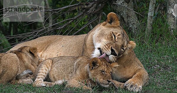 Afrikanischer Löwe (panthera leo)  Mutter leckt Jungtier  Masai Mara Park in Kenia