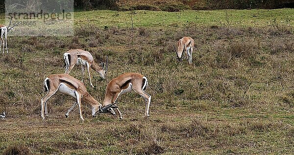 Grant Gazelle (gazella granti)  Männchen im Kampf  Nairobi Park in Kenia