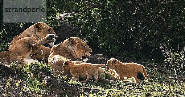 Afrikanischer Löwe (Panthera leo)  Mutter und Jungtiere  Masai Mara Park in Kenia