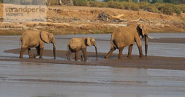 Afrikanischer Elefant (loxodonta africana)  Gruppe überquert Fluss  Samburu Park in Kenia