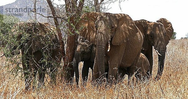 Afrikanischer Elefant (loxodonta africana)  Gruppe im Busch  Tsavo Park in Kenia