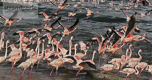 Zwergflamingo (phoenicopterus minor)  Gruppe im Flug  Kolonie am Bogoriasee in Kenia