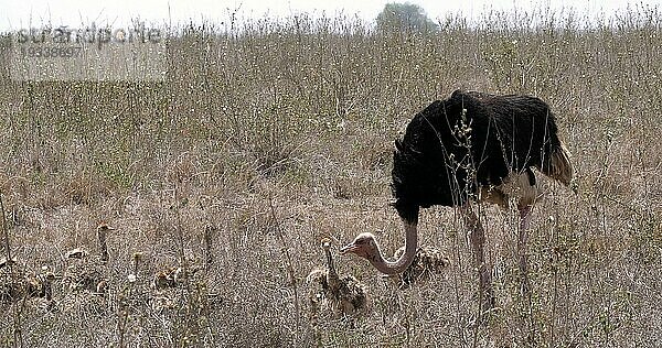 Afrikanischer Strauß (struthio camelus)  Männchen und Küken wandern durch die Savanne  Nairobi National Park in Kenia