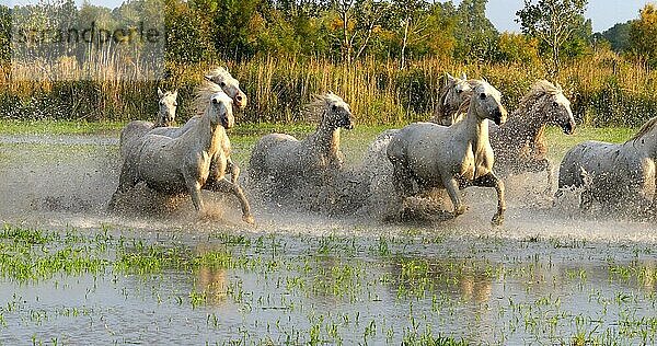 Camargue Pferd  Herde trabend oder galoppierend durch Sumpf  Saintes Marie de la Mer in der Camargue  in Südfrankreich