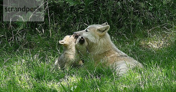 Polarwolf (canis lupus tundrarum)  Mutter spielt mit Jungtier