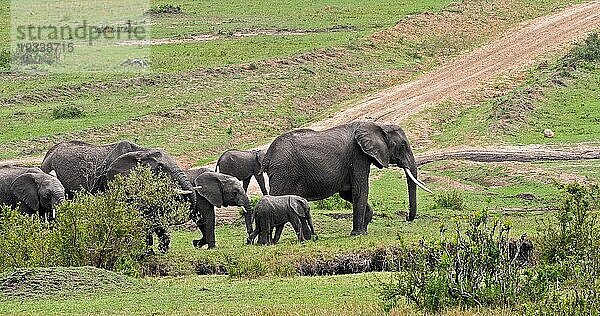 Afrikanischer Elefant (loxodonta africana)  Gruppe im Busch  Masai Mara Park in Kenia