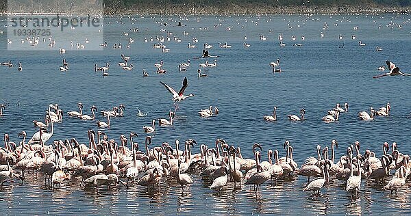 Zwergflamingo (phoenicopterus minor)  Gruppe im Flug  Kolonie am Bogoriasee in Kenia