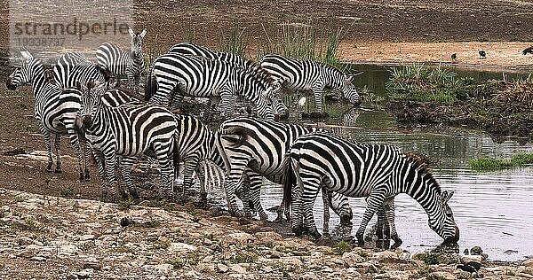 Grant's Zebra (equus burchelli) boehmi  Herde am Wasserloch  Nairobi Park in Kenia