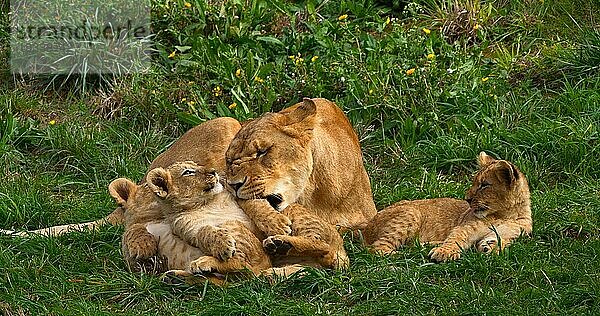 Afrikanischer Löwe (panthera leo)  Mutter und Jungtier