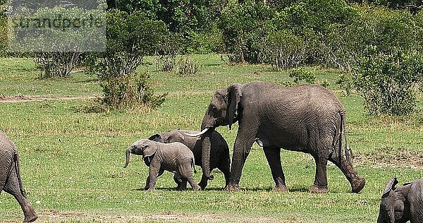 Afrikanischer Elefant (loxodonta africana)  Gruppe im Busch  Masai Mara Park in Kenia