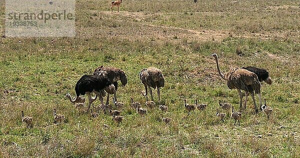 Afrikanischer Strauß (struthio camelus)  Männchen  Weibchen und Küken wandern durch die Savanne  Nairobi National Park in Kenia