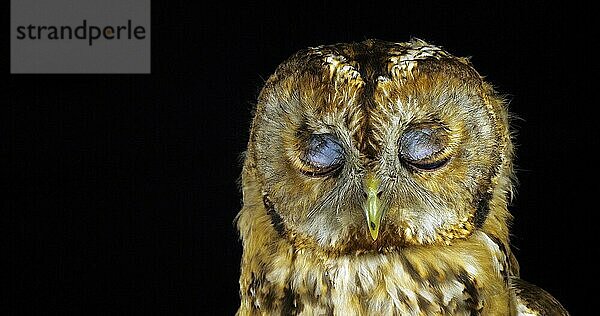 Waldkauz (strix aluco)  Porträt eines erwachsenen Tieres  das seinen Kopf dreht  Normandie in Frankreich