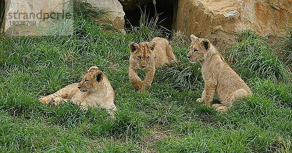 Afrikanischer Löwe (panthera leo)  spielendes Jungtier