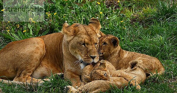 Afrikanischer Löwe (panthera leo)  Mutter und Jungtier