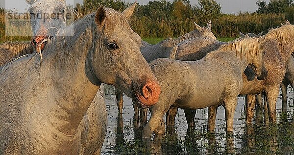 Camarguepferd Herde im Sumpf stehend  Saintes Marie de la Mer in der Camargue  in Südfrankreich