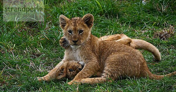 Afrikanischer Löwe (panthera leo)  spielendes Jungtier